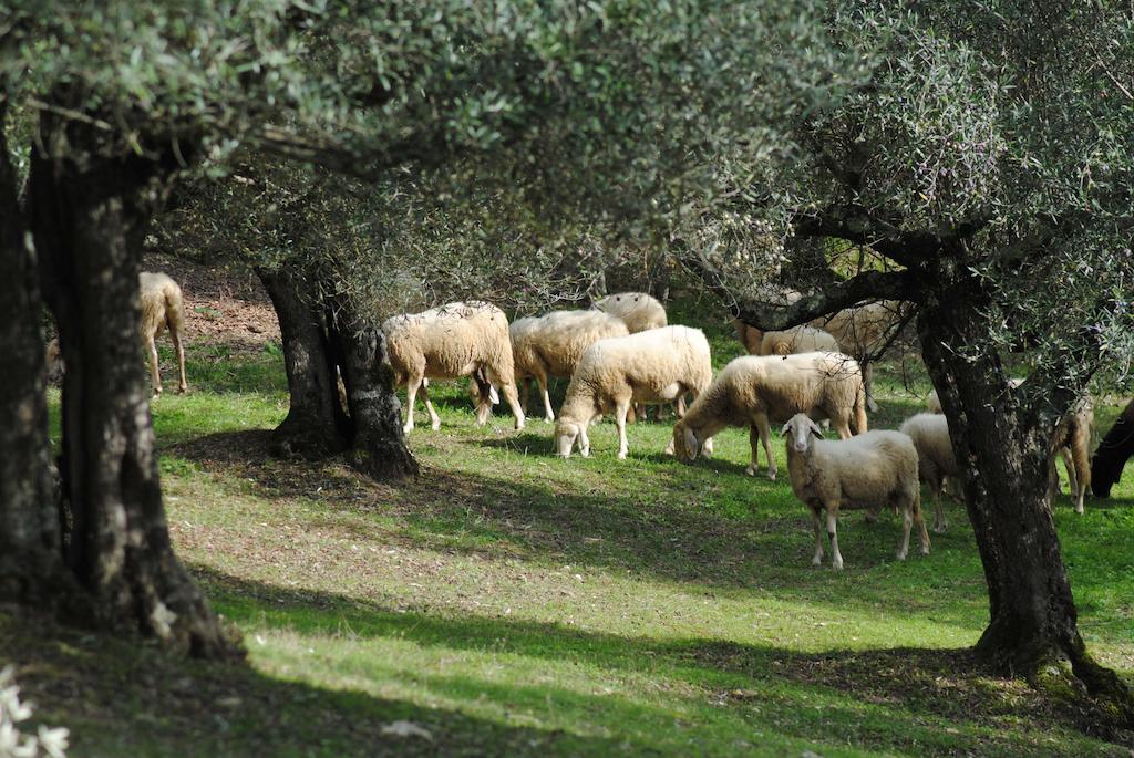 פרוג'ה Country House Villa Poggiolo מראה חיצוני תמונה